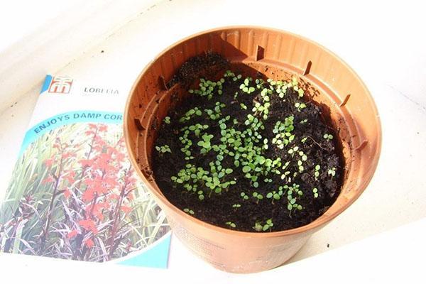 sembrando lobelia en el suelo