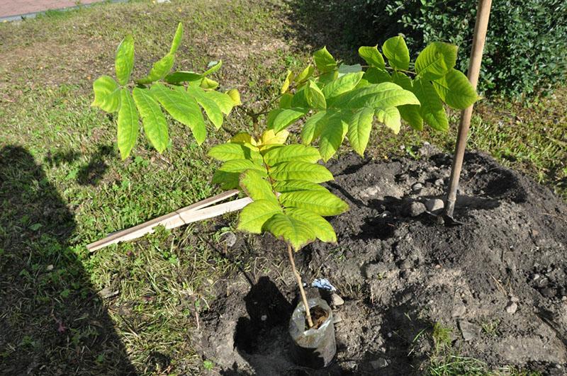 dates de plantation des noix de Mandchourie