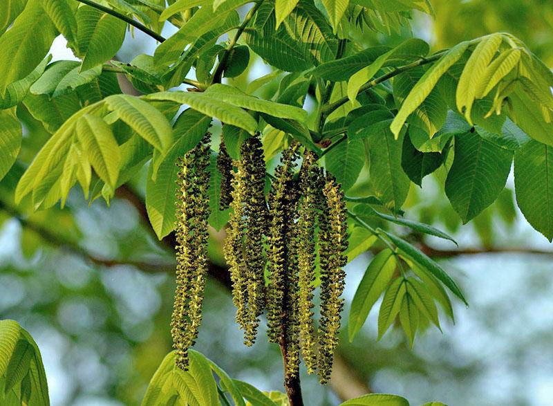 Inflorescences de noix de Mandchourie