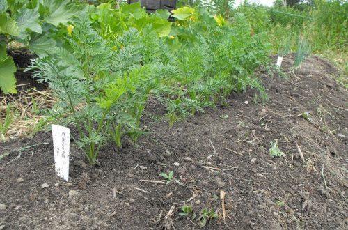 cómo plantar zanahorias para no adelgazar