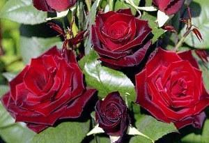 roses rouges