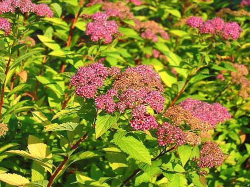 Cultivamos spirea en el jardín.