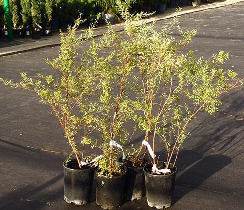 Plántulas de Spirea