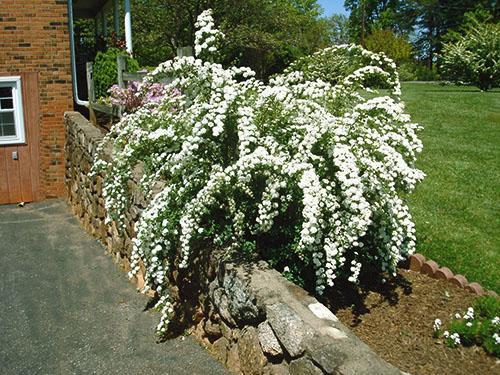 Spirea en su cabaña de verano