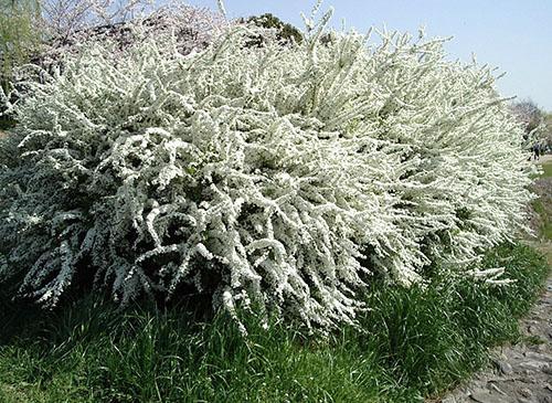 Floraison d'un buisson adulte