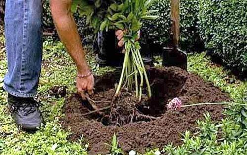 Nutrición vegetal líquida