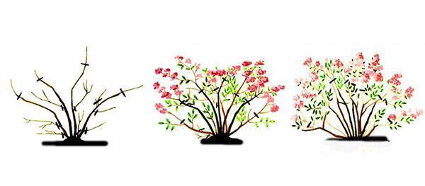 Poda de Spirea