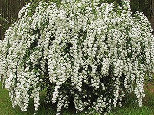 Spirea bush en una trama personal