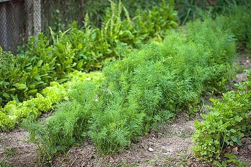 aneth dans le jardin