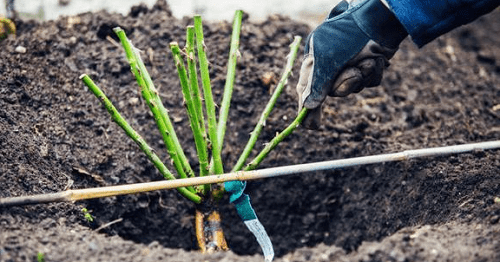 plantando rosas