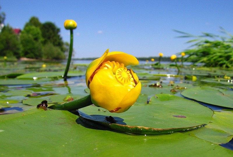 cápsula de agua