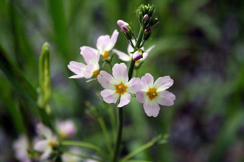 hermosa flor de turchi