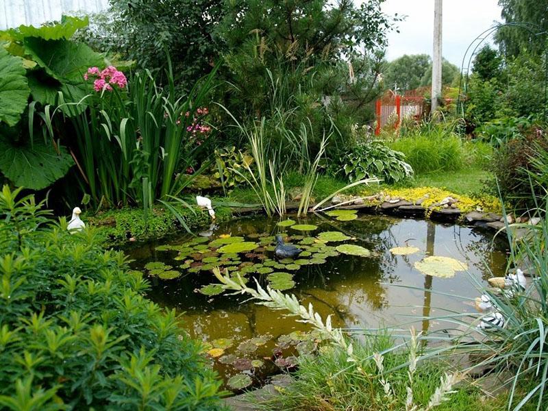 plantas acuáticas para una cabaña de verano