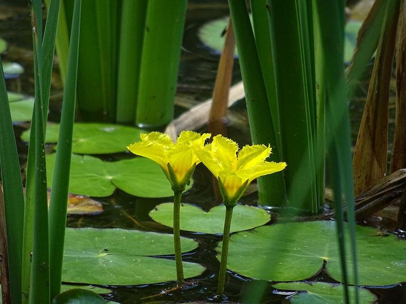 planta de flor de pantano
