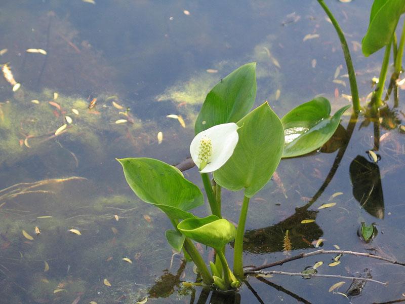 calla des marais