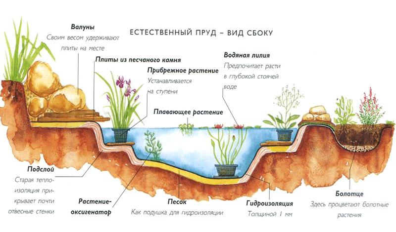 comment planter des plantes aquatiques dans un étang