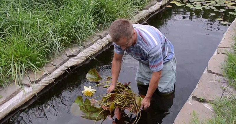 plantando nenúfares en el estanque.