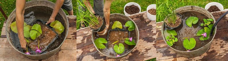 cómo plantar plantas acuáticas en un estanque