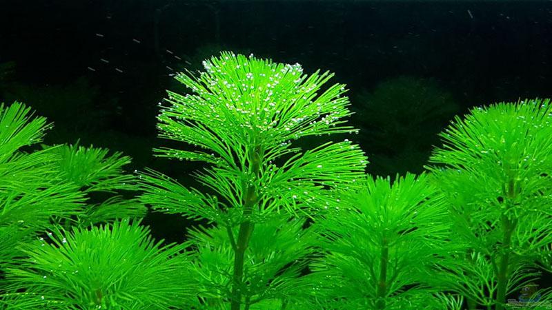 planta acuática kabomba