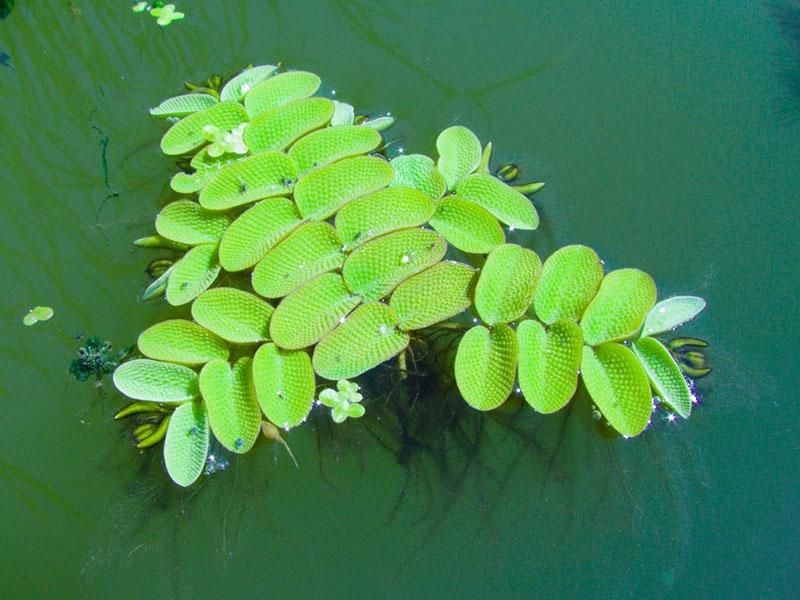 salvinia dans l'étang