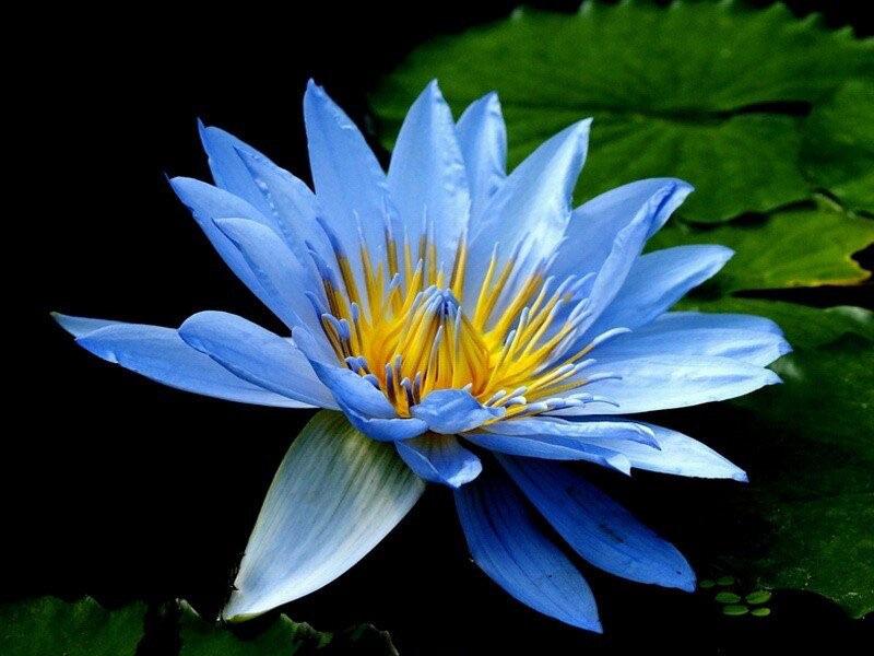 beauté bleue de nénuphar