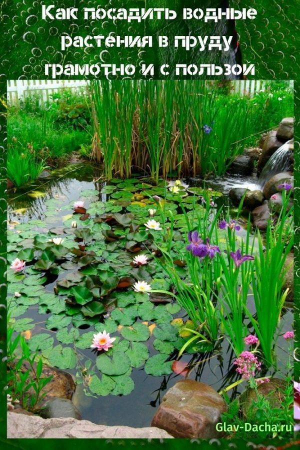 cómo plantar plantas acuáticas en un estanque