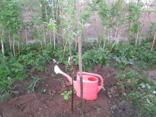 árbol de manzana