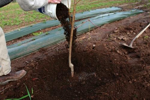 cómo plantar un manzano en primavera