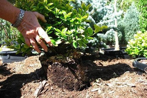 plantando madreselva