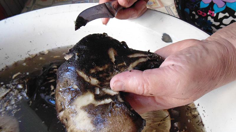 preparación de setas de leche para salazón