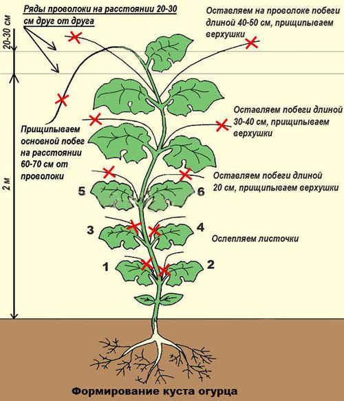 schéma de formation de brousse