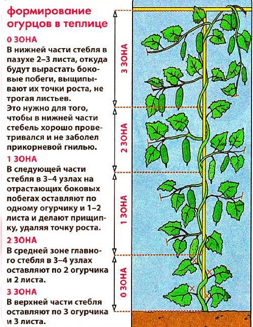 formación de pepinos en invernadero