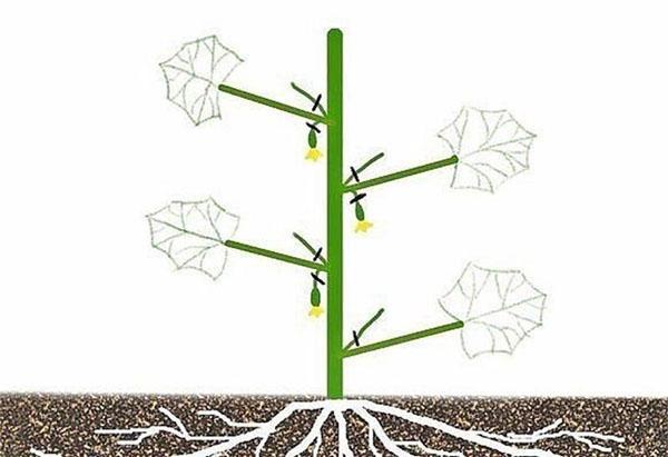 la première étape de la formation d'un buisson de concombre