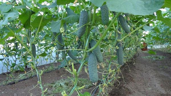 arbusto de pepino de un solo tallo