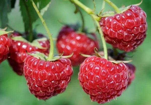 ramasser les framboises et remplir le bocal