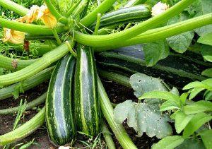 variétés de courgettes à maturité précoce