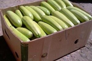 Courgettes en boite