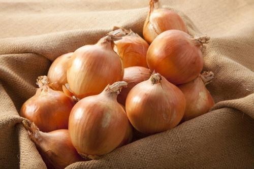 comment bien conserver les oignons