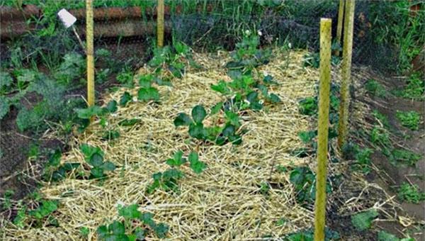 mulching lechos de fresas