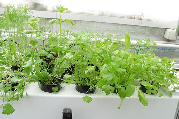 légumes verts parfumés en culture hydroponique