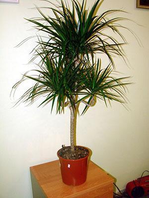 Formación de corona de Dracaena