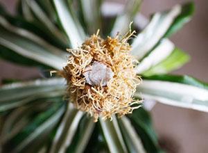 Enracinement de dracaena dans la sphaigne