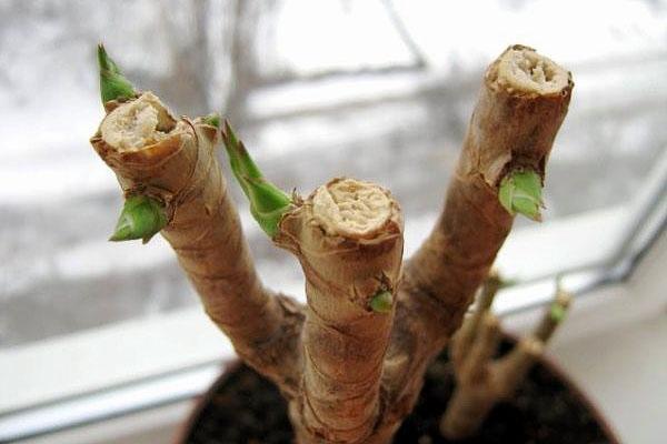 Les bourgeons se réveillent après la taille