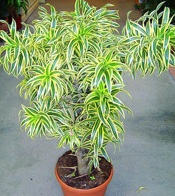 Dracaena de forma hermosa