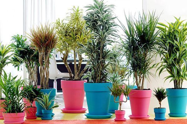 Différents types de dracaena à la maison