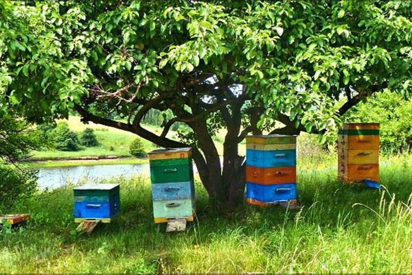 L'étape du choix d'un emplacement pour un rucher est importante pour le développement réussi d'une entreprise.