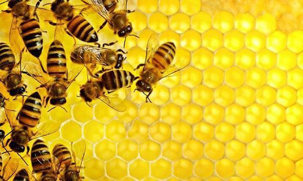 Las abejas ponen miel
