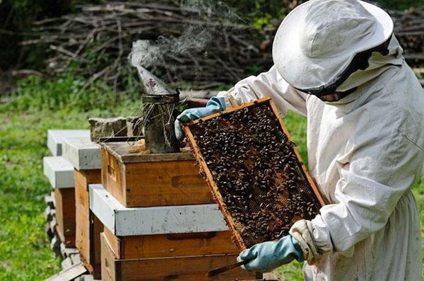 Le travail d'un apiculteur dans un rucher