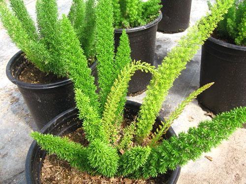 L'installation de cochenilles sur les tiges d'asperges nuira à la plante