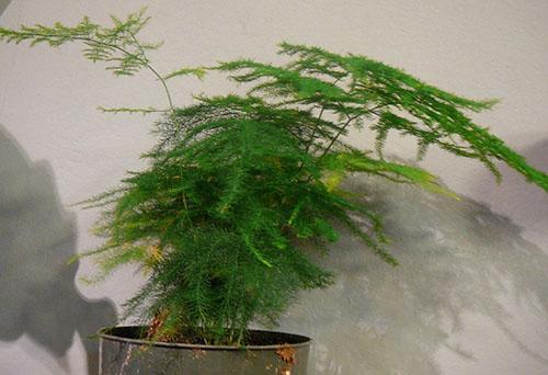 Après avoir repris un bon arrosage, nous sauverons notre plante préférée